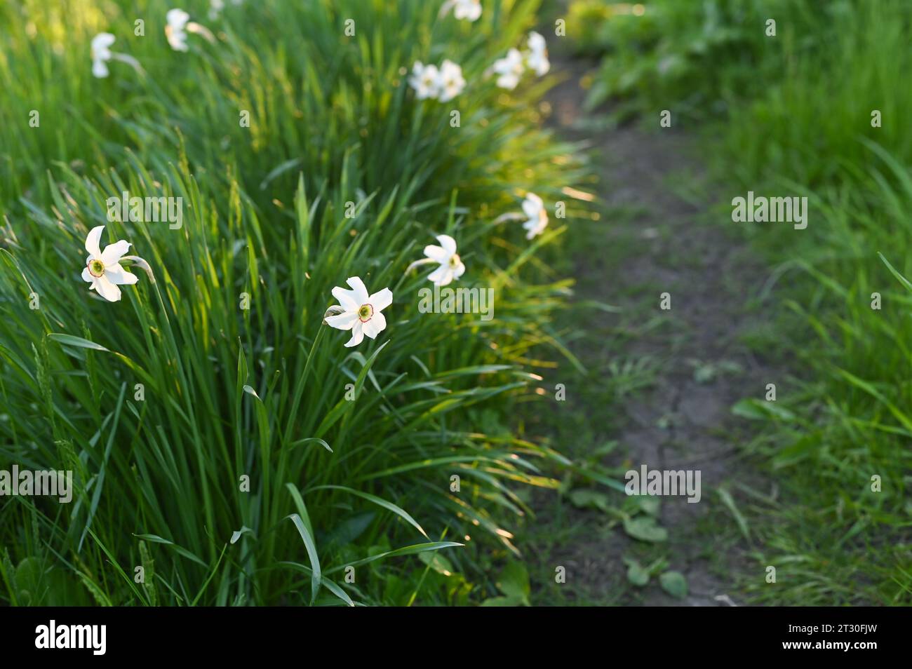 Frühlingsweiße Narzissen im Blumengarten Stockfoto