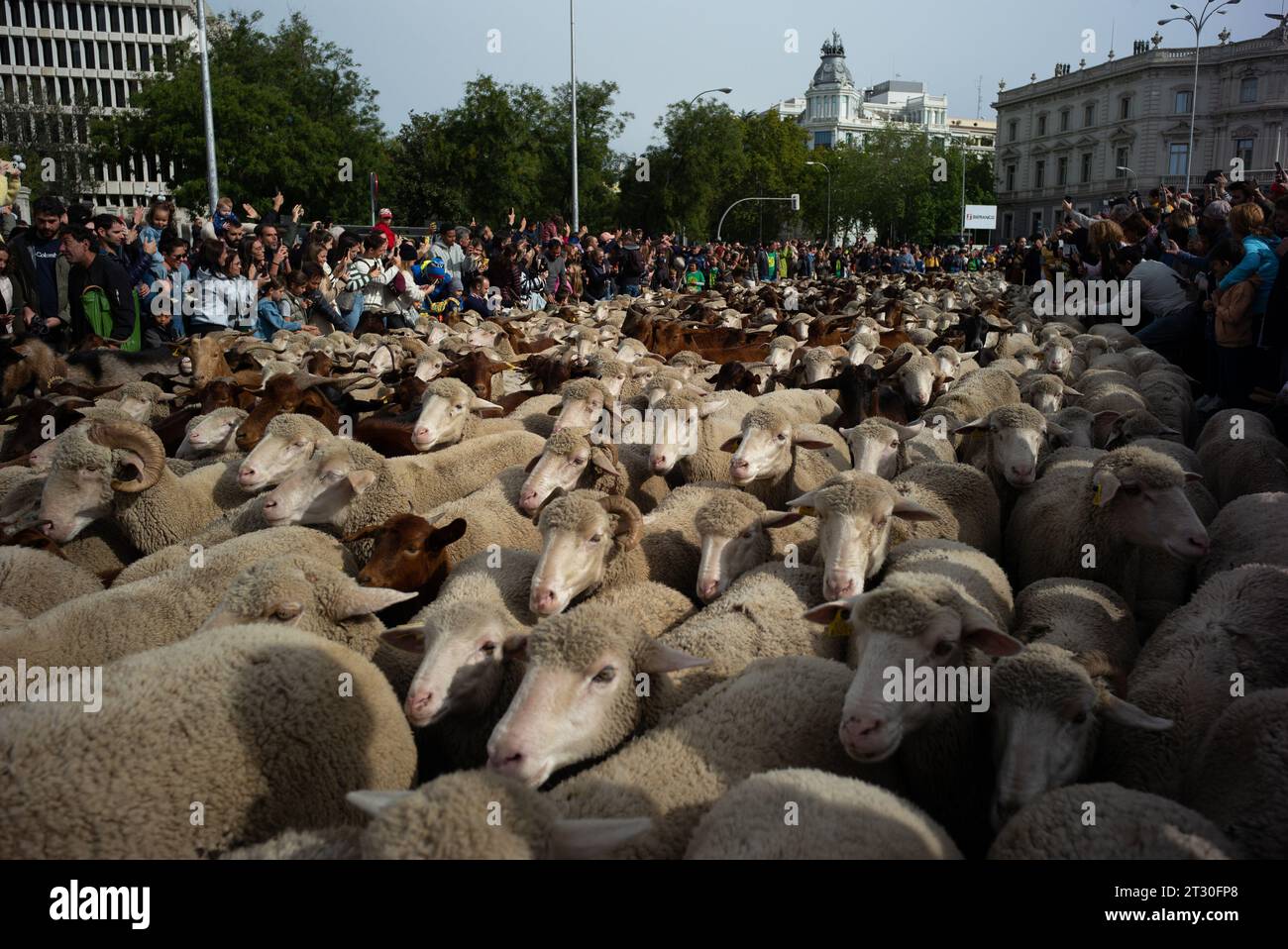 Madrid, Spanien. Oktober 2023. Die Schaf- und Ziegenherde, begleitet von Schäfern, durchqueren die Straßen von Zentral-Madrid während der Wanderei, die jährlich gefeiert wird. Oktober 2023 Spanien (Foto: Oscar Gonzalez/SIPA USA) (Foto: Oscar Gonzalez/SIPA USA) Credit: SIPA USA/Alamy Live News Stockfoto