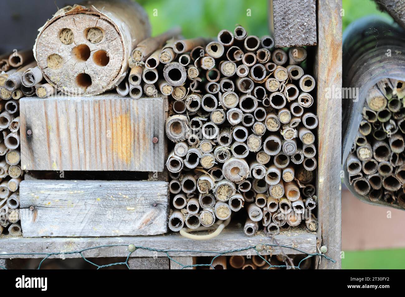 Insektenhotel Haus für Wildbienen und Wespen. Bambusstäbchen. Stockfoto