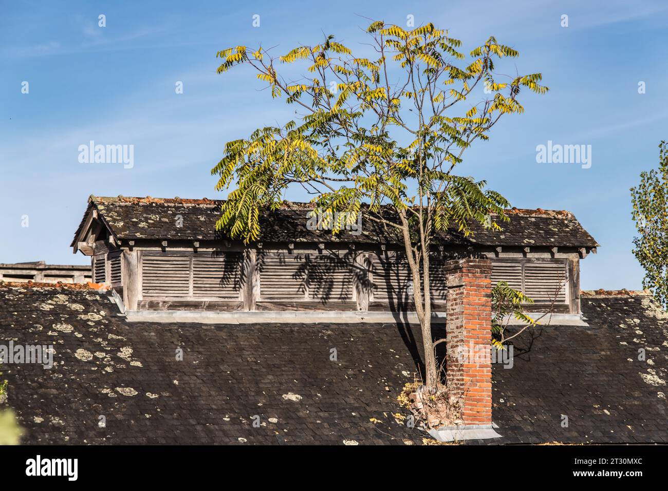 La Nature Reprend ses droits! Stockfoto