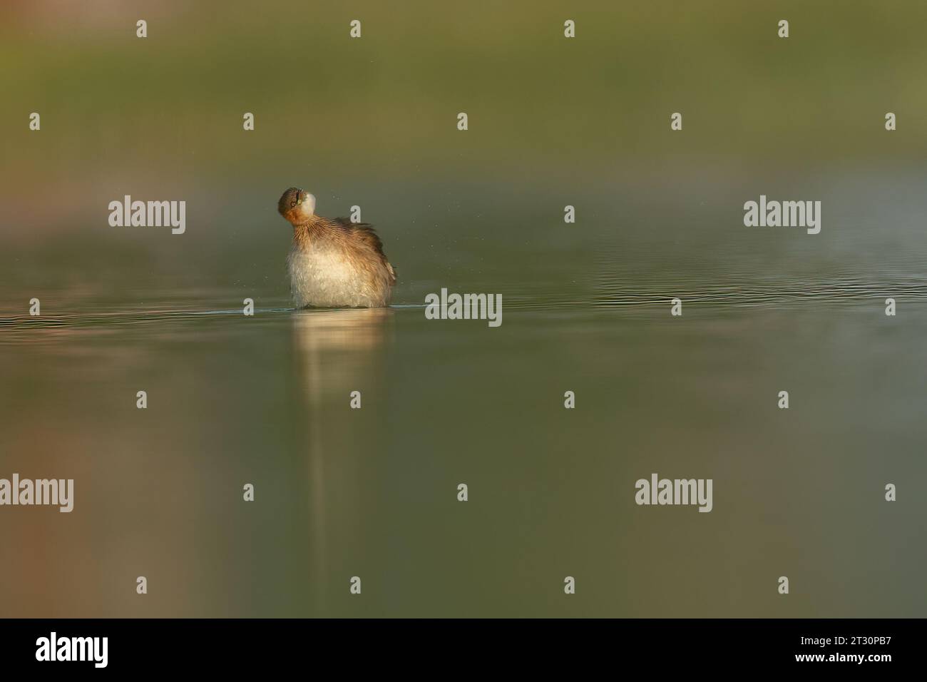 Zwergtaucher Stockfoto