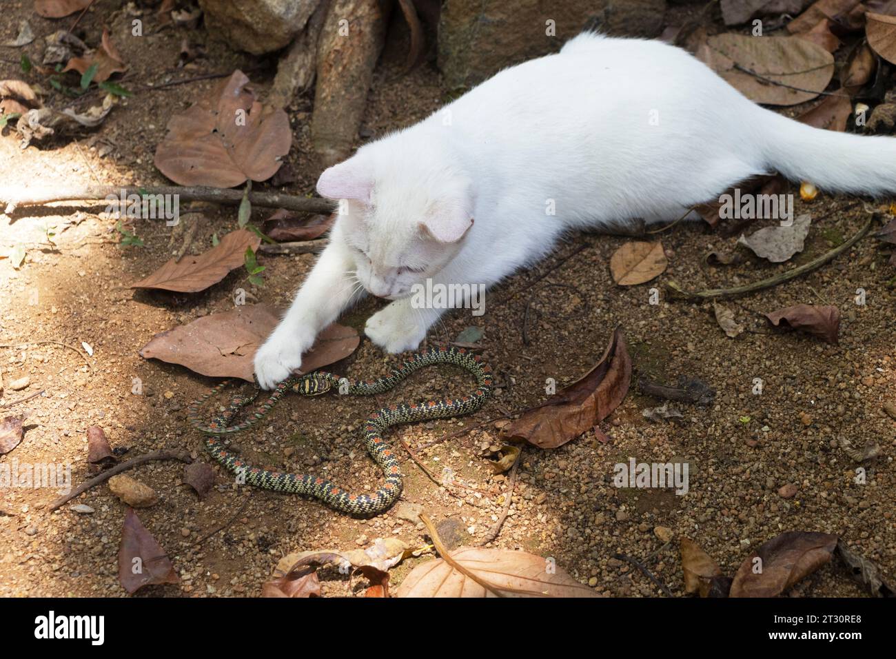 Katze mit einer Schlange, die sie gefangen hat. Weiße Katze, die in der Nähe liegt, ist Beute, eine Schlange. Katze im Freien, die eine Schlange in der Nähe ansieht. Stockfoto