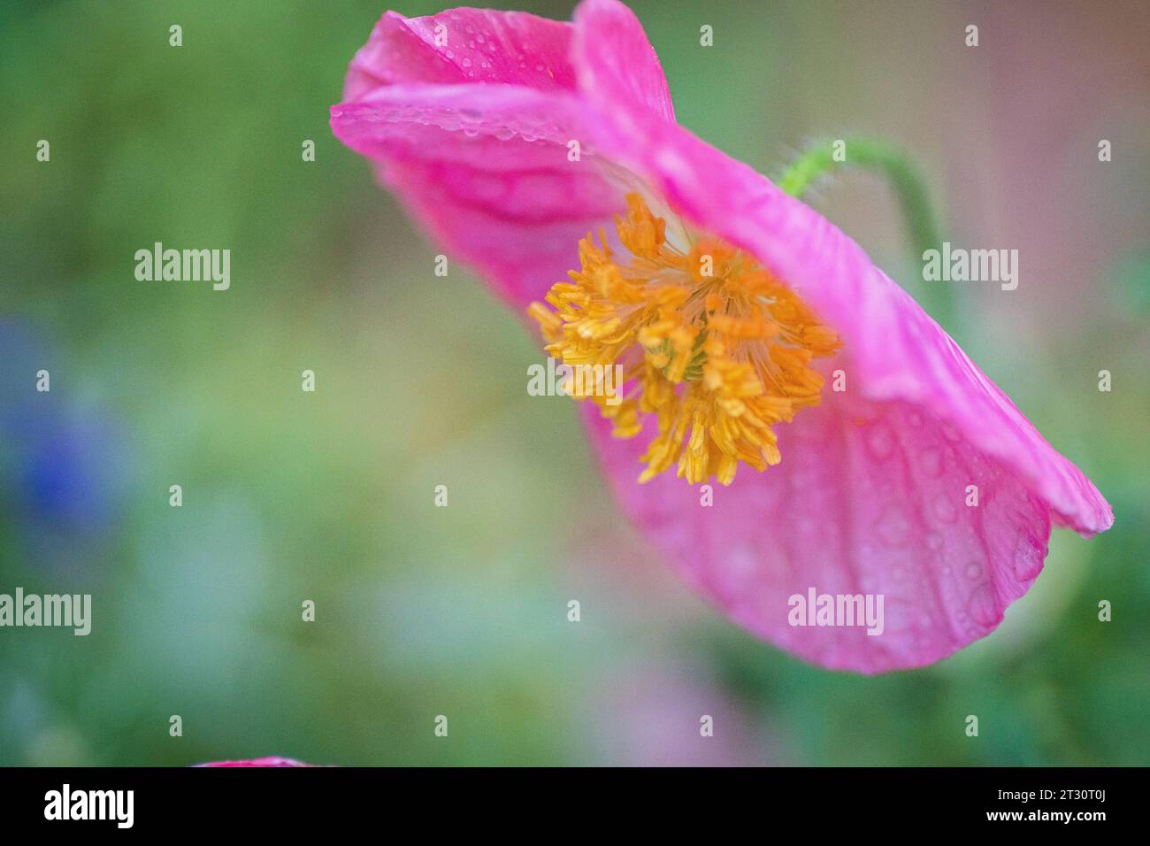 Texas Frühling Wildblumen, Mohn, larkspur, Bienen, Schmetterlinge, Bestäuber, einheimischer Garten, rosa, weiß, rot, gelb Stockfoto