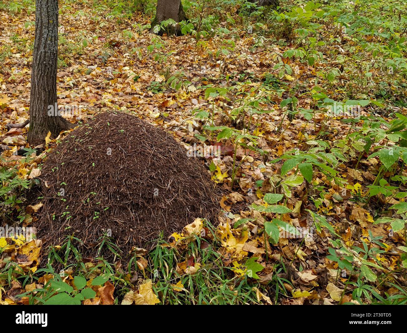 Eine große Ameisenhügel im Herbstwald. Hochwertige Fotos Stockfoto