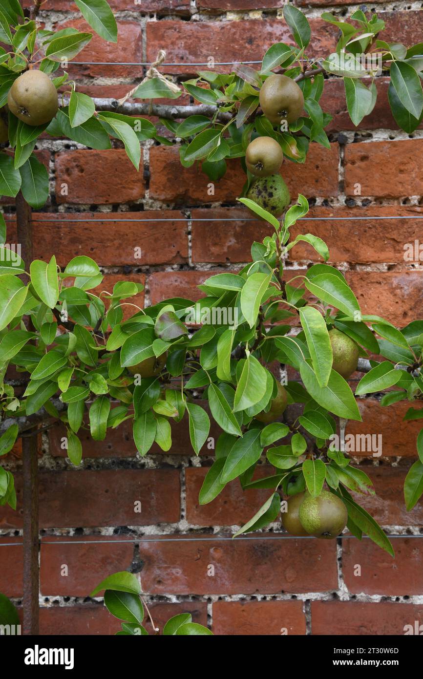 Espalier Birnenbaum Stockfoto