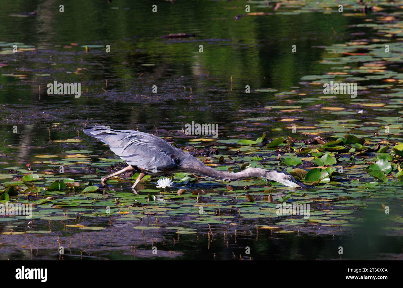 Große Blaureiher in New Jersey werden oft in der Nähe von Flüssen und Seen gesehen. Sie jagen Fische, indem sie in nahezu bewegungslosem Wasser waten. Stockfoto