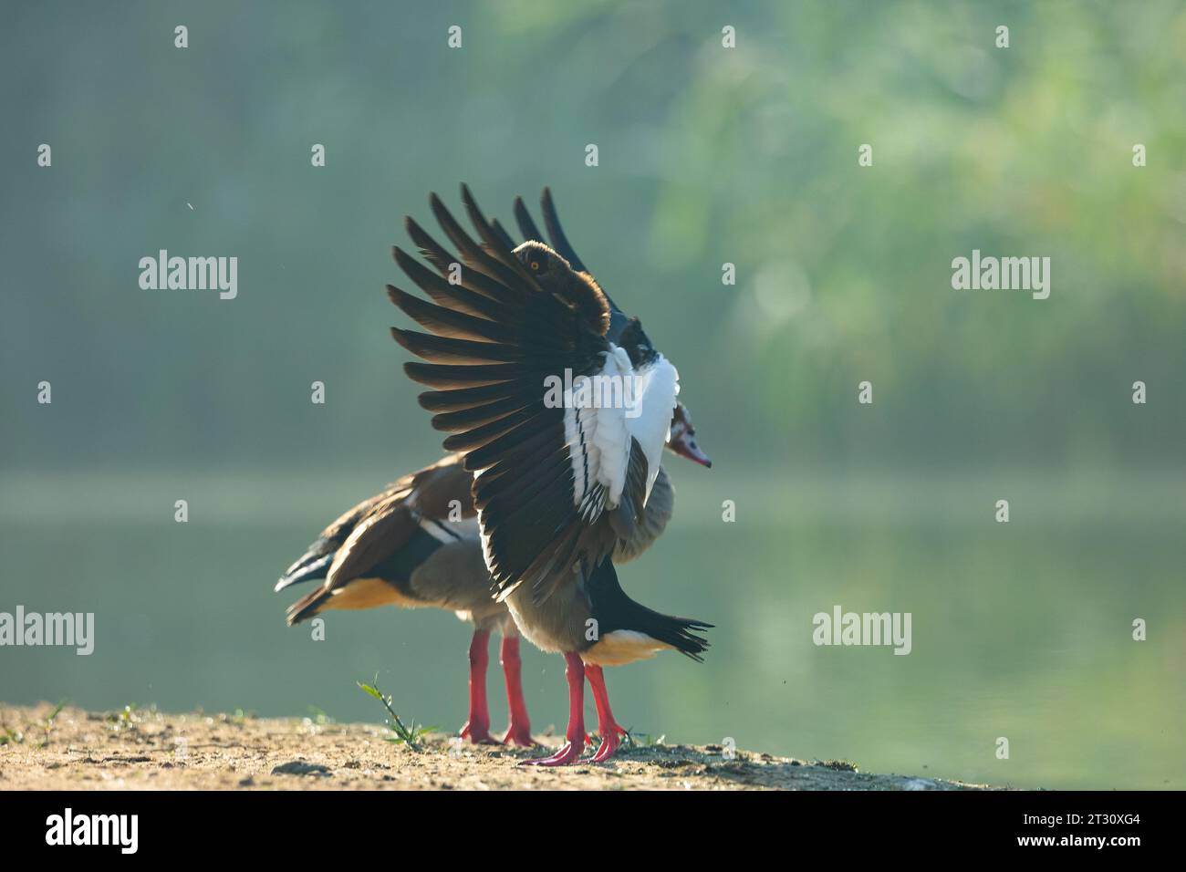 Ägyptisches Gänsepaar aus Al Qudra Lakes Dubai Stockfoto