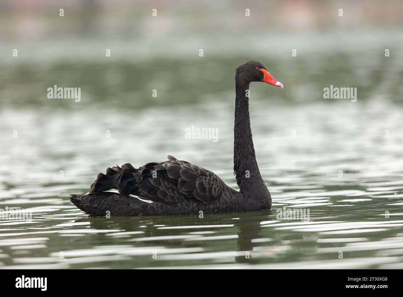 Wunderschöner Schwarzer Schwan in Al Qudra Lakes, Dubai Stockfoto