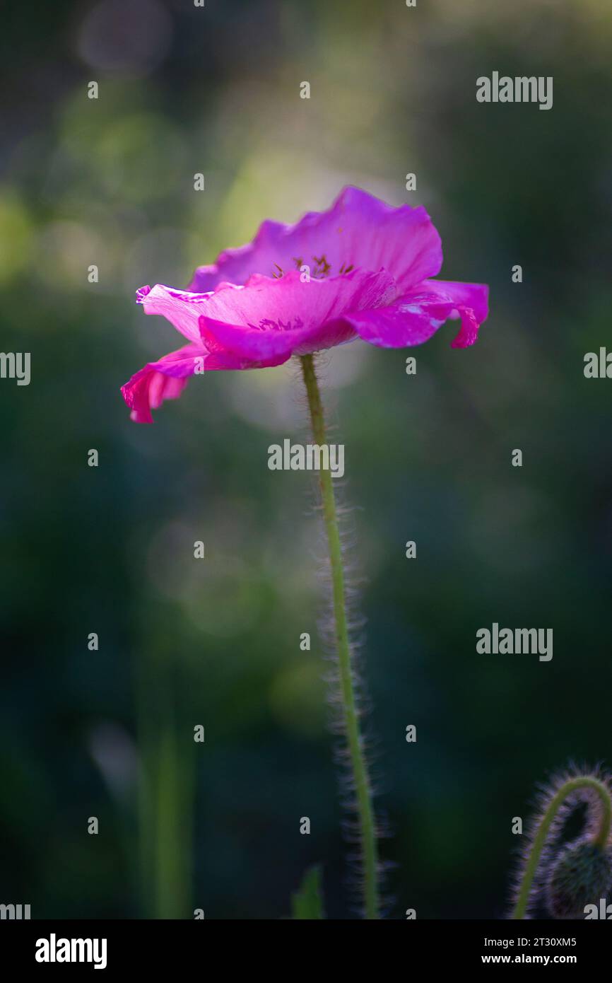 Wildblumen im texanischen Frühling, Mohnblumen, larkspur, Pastellfarben, helle einheimische Pflanzen Stockfoto