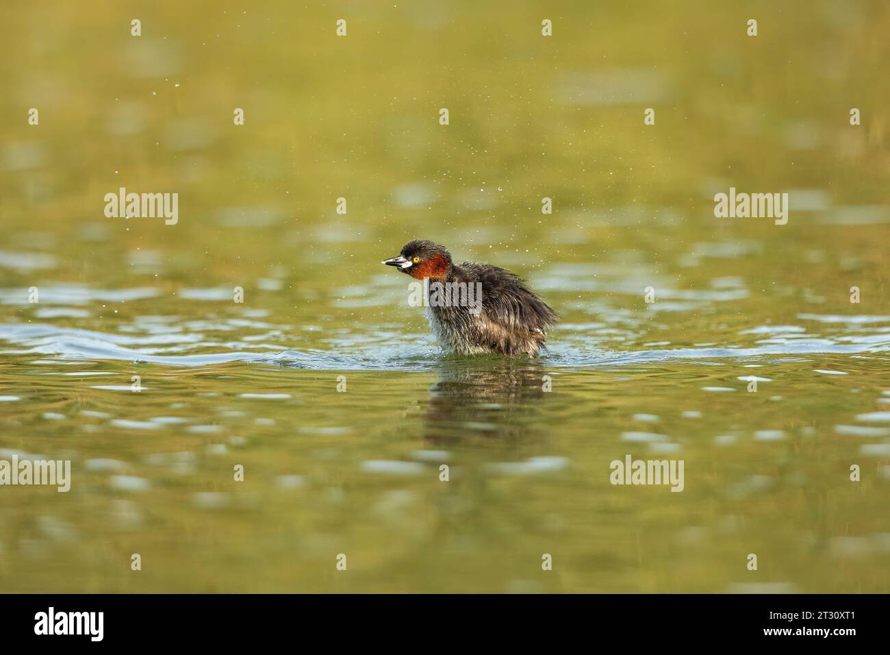 Little Grebe aus Al Qudra Lakes, Dubai Stockfoto