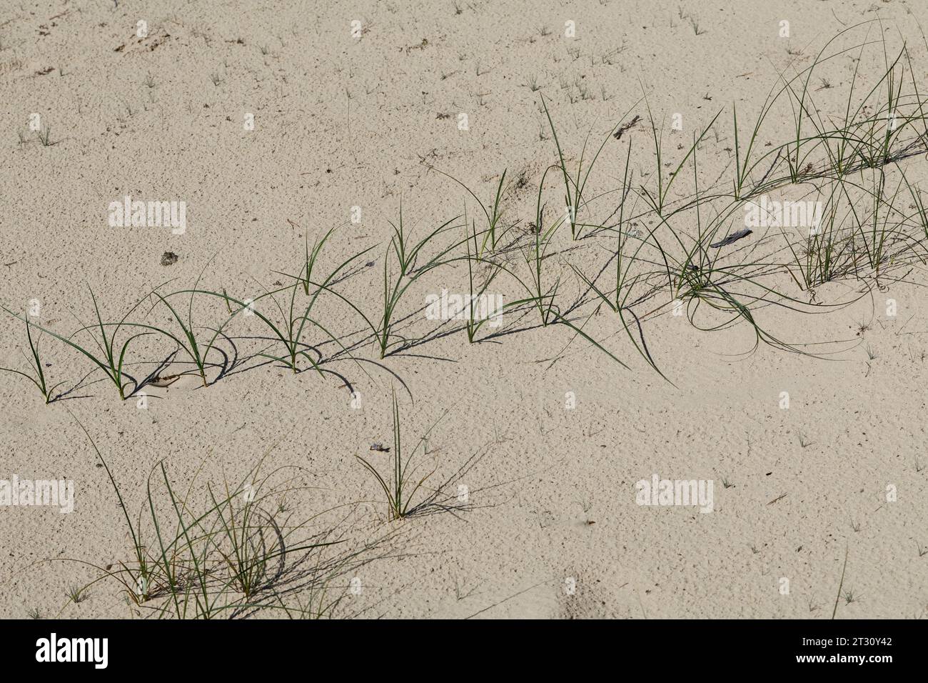 Sand-Segge, Sandsegge, Segge, Carex arenaria, Sandscharfe, La laîche des Sables Stockfoto