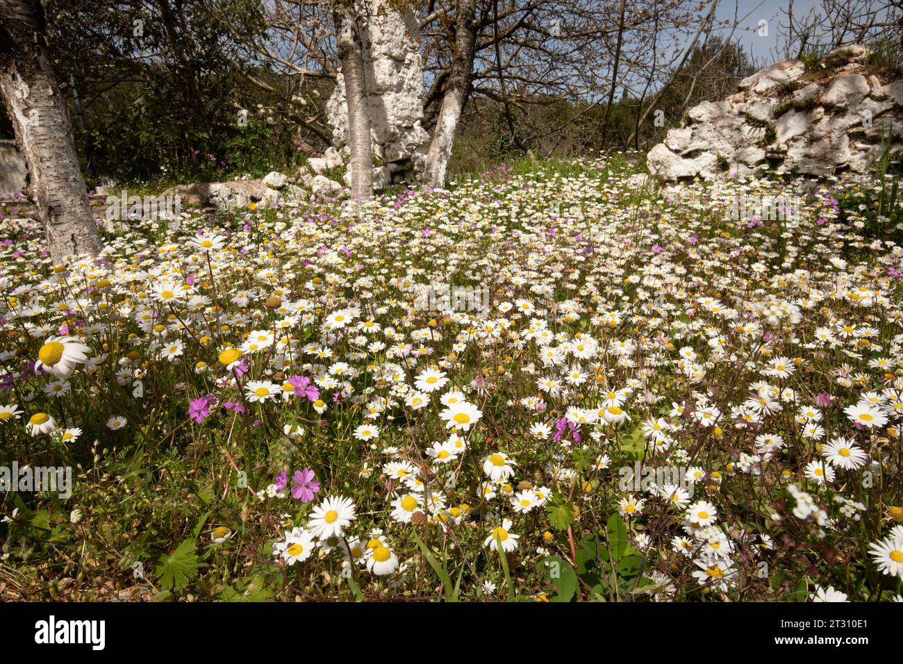 Verlassenes Feld in Korfu, Griechenland, voller wilder Blumen. Stockfoto