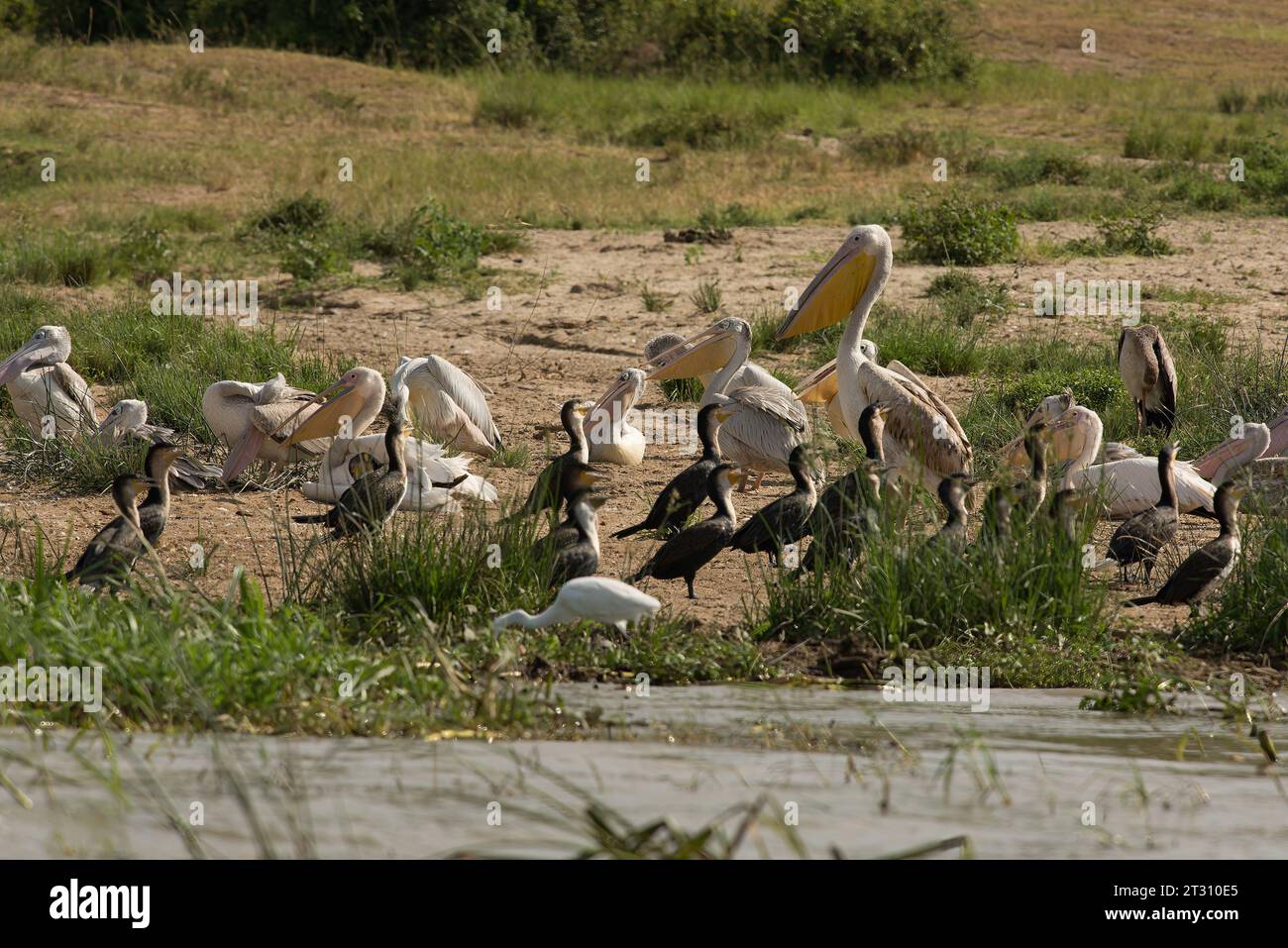 Spektakuläre Vogelfülle im Kazinga Channel, Queen Elizabeth National Park, Uganda. Stockfoto