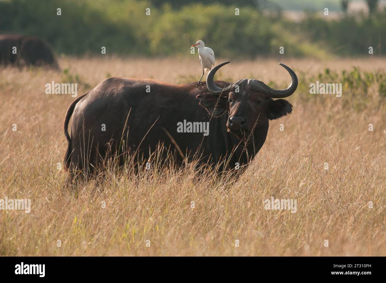 Afrikanischer Büffel mit Rinderreiher auf dem Rücken, Uganda. Stockfoto