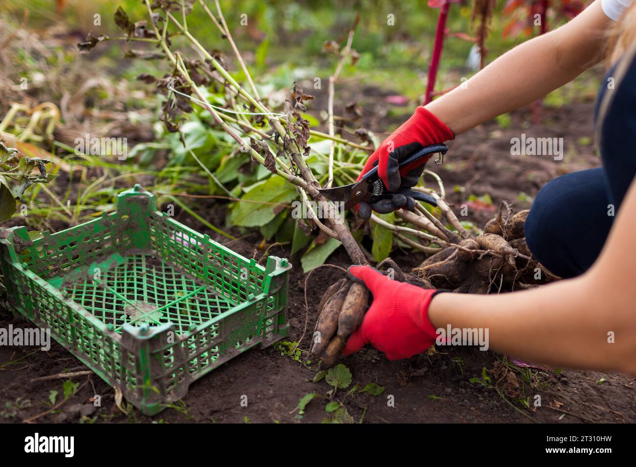 Gärtner schneidet Dahlienpflanze mit einem Gartenschoner zurück. Vorbereitung der Knollen für die Winterlagerung. Gartenarbeiten im Herbst. Überwinterung von Dahlienknollen in Kiste. Stockfoto