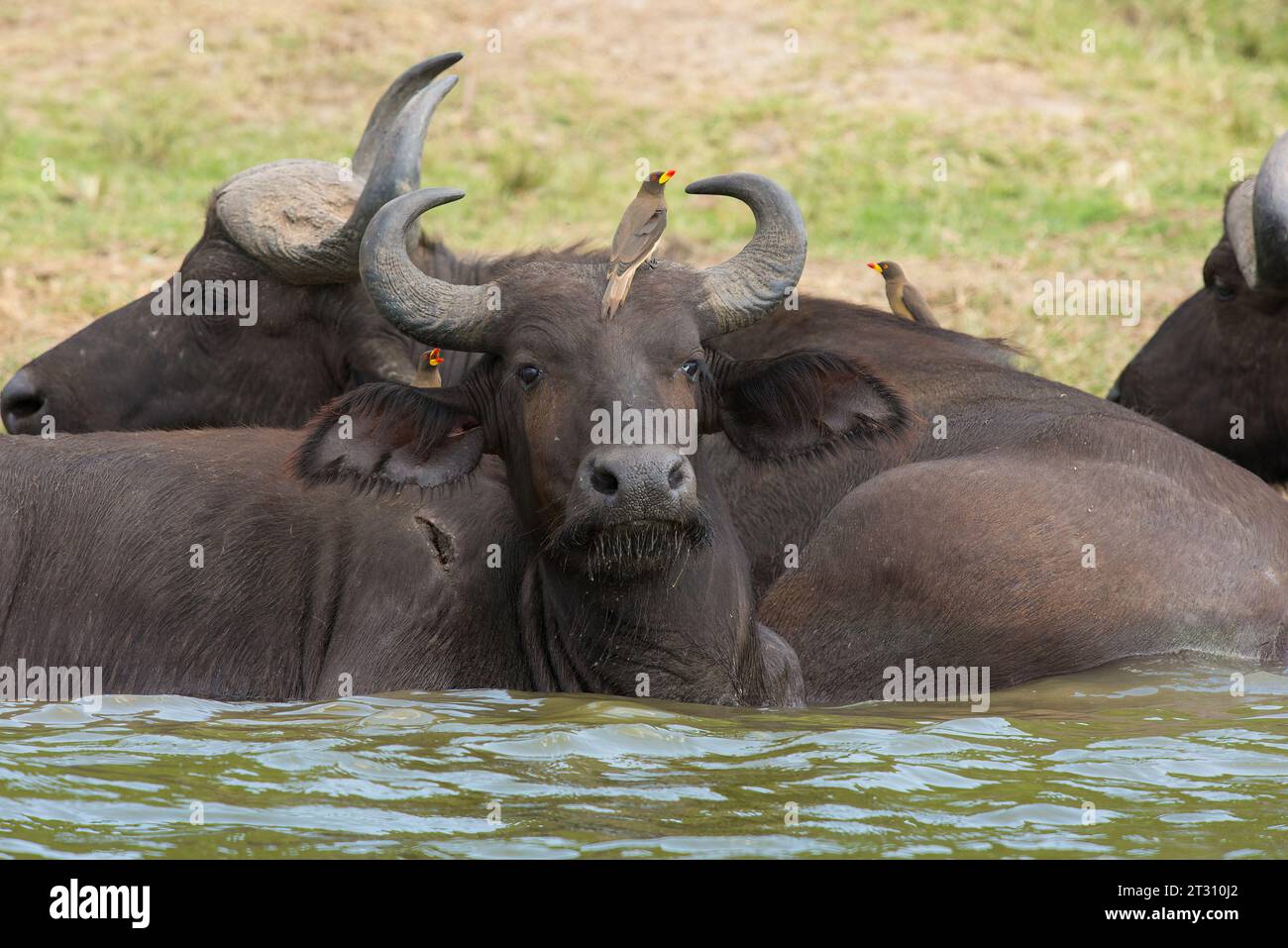 Büffel mit Ochsenpechvögeln, die sie während des Badens im Queen Elizabeth National Park, Uganda besuchen (sich von Parasiten und Blut aus kleinen Wunden ernähren). Stockfoto