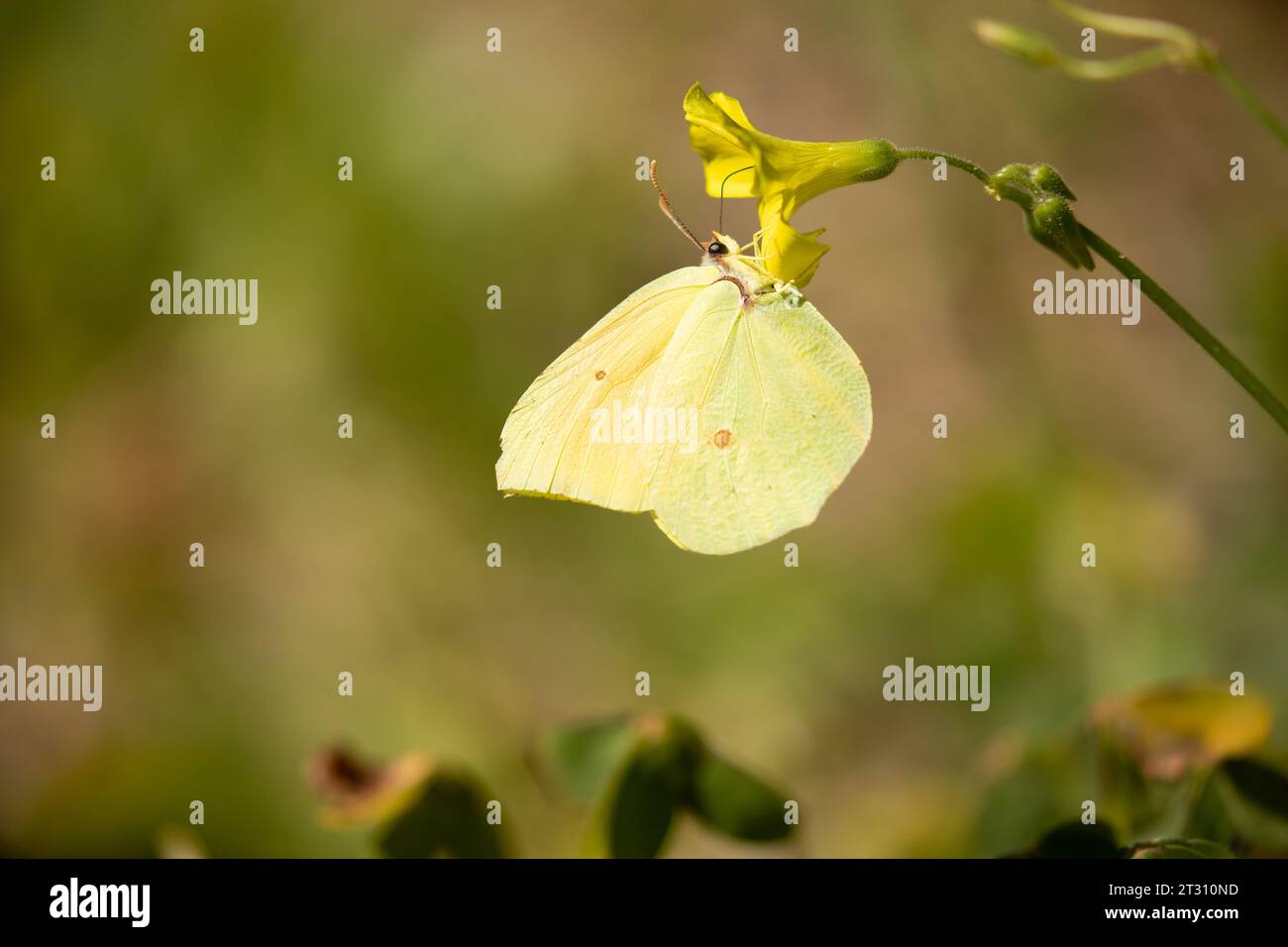 Kleopatra Schmetterling auf Blume, Korfu, Griechenland. Stockfoto