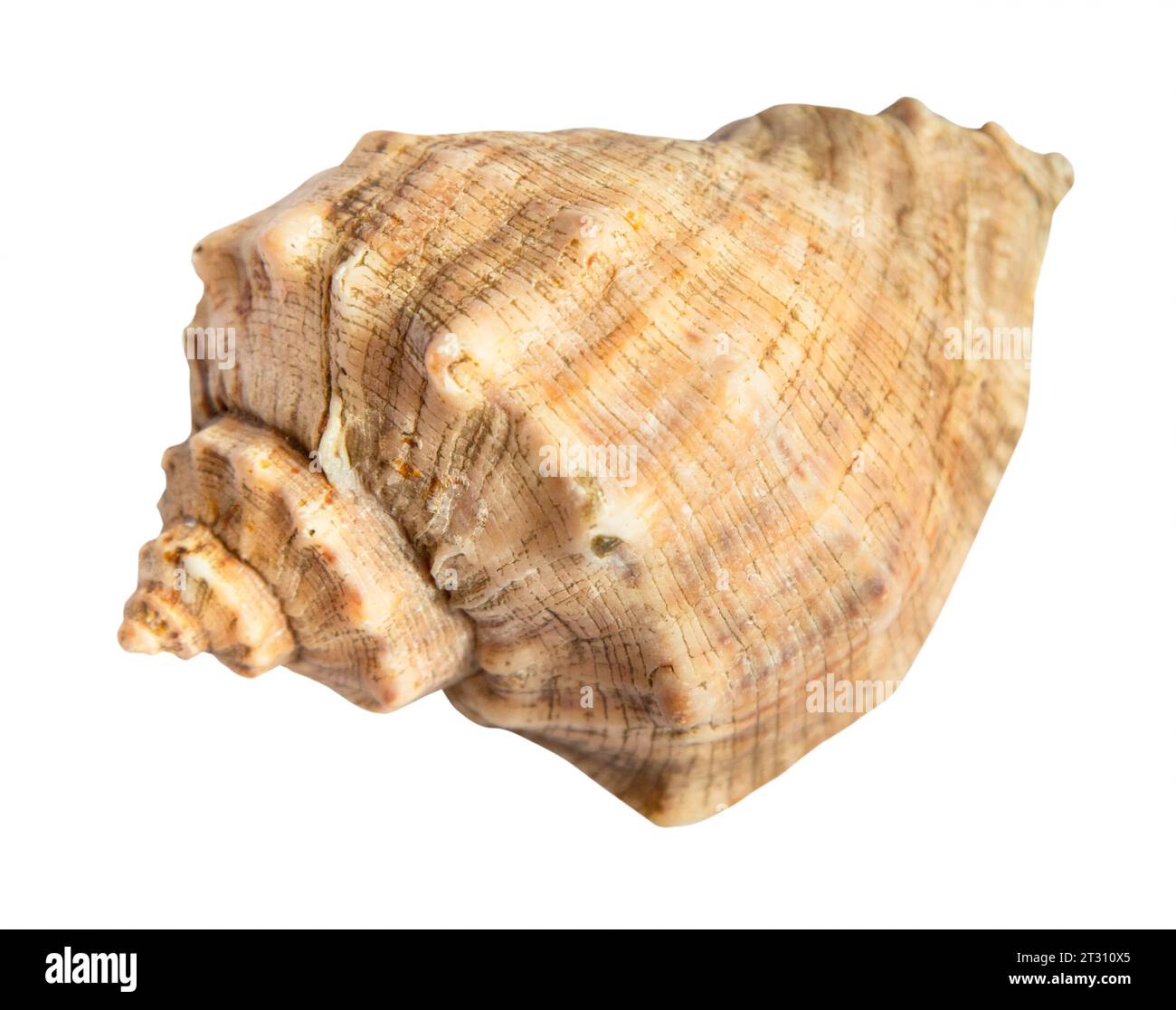Getrocknete Muschel der Rapanamolluske isoliert auf weißem Hintergrund Stockfoto