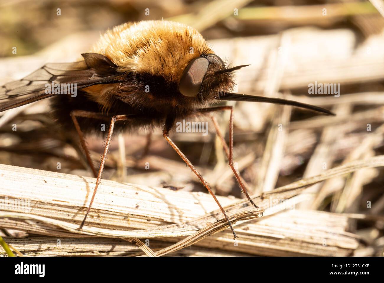 Eine dunkle Bienenfliege, die sich in der Frühlingssonne sonnt und ihren riesigen Proboscis zeigt, der zum Trinken von Nektar aus Blumen, wie ein Kolibri, geeignet ist. Stockfoto