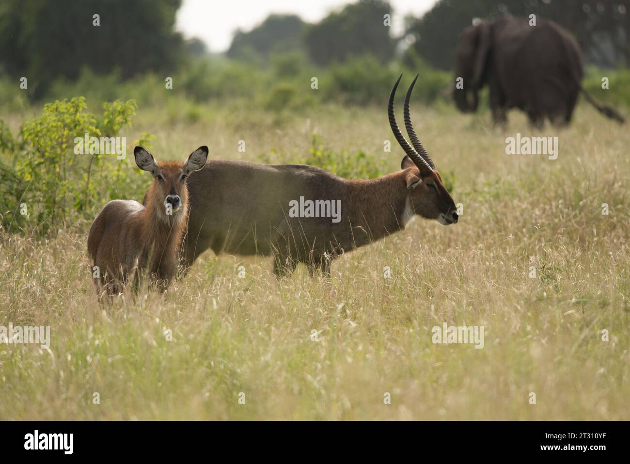 Defassa Waterbuck, Paar, in Savannah Habitat, Uganda. Stockfoto