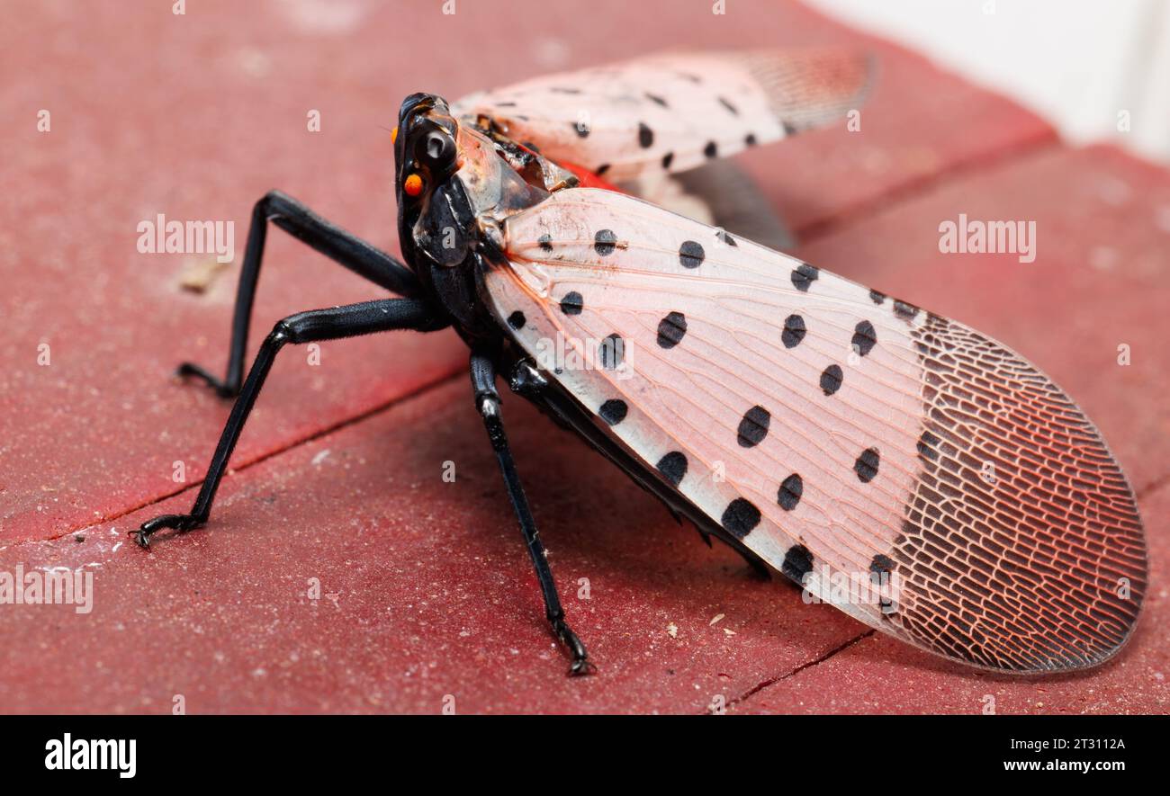 Gefleckte Laternfly, die ein invasiver Schädling ist Stockfoto