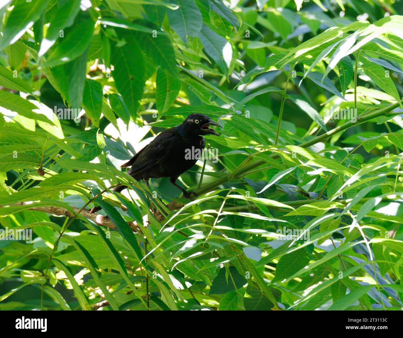 Gewöhnlicher Grackle im Baum Stockfoto