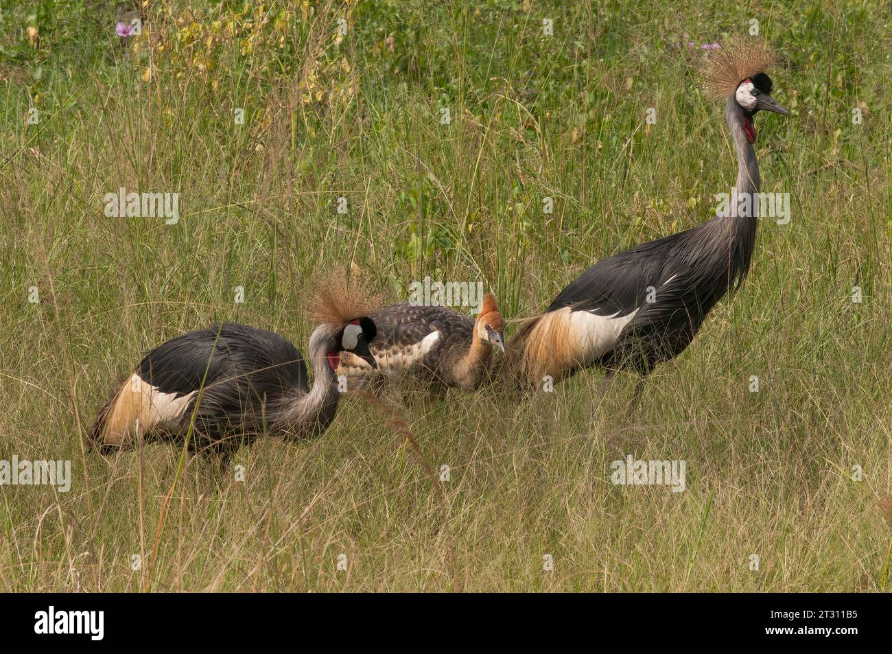 Grau gekrönte Kranfamilie, Queen Elizabeth National Park, Uganda. Stockfoto
