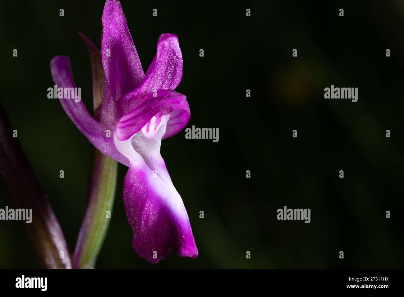 Nahaufnahme einer einzigen Blume der LAX-blühenden Orchidee, aufgenommen in Korfu, Griechenland. Stockfoto