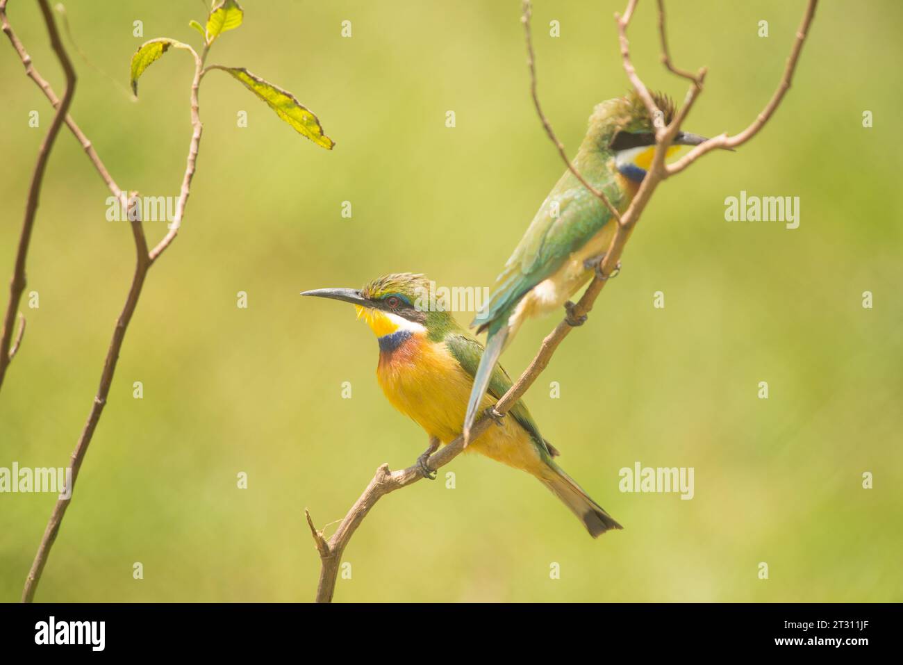 Kleine Bienenfresser hockten auf einem Sträucher in einem Garten in einem Vorort von Kampala, Uganda. Stockfoto