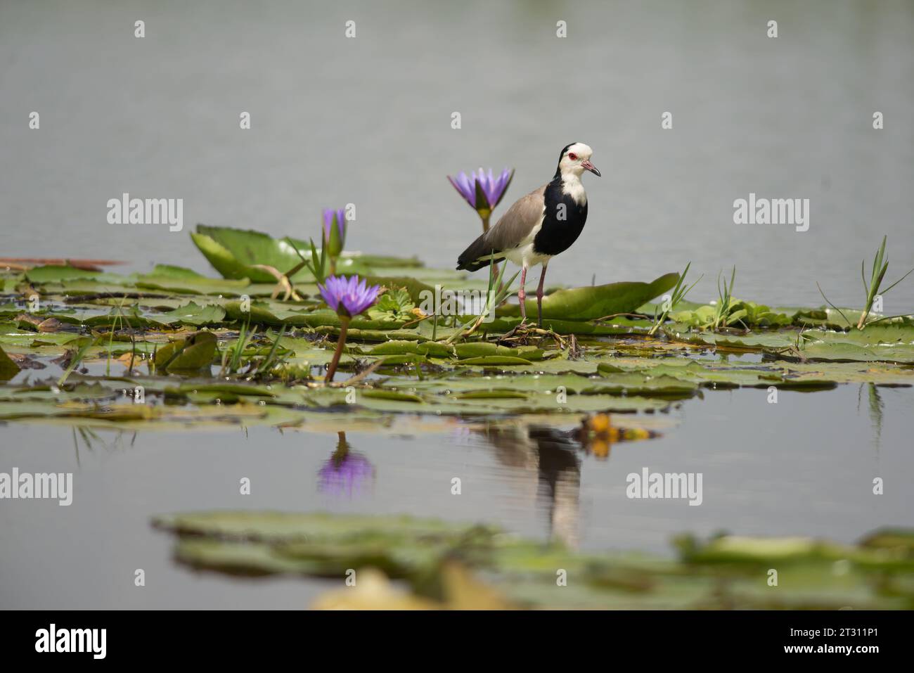 Langhaarige Kippen auf Lilienpads in einem ugandischen Feuchtgebiet, Zentralafrika. Stockfoto