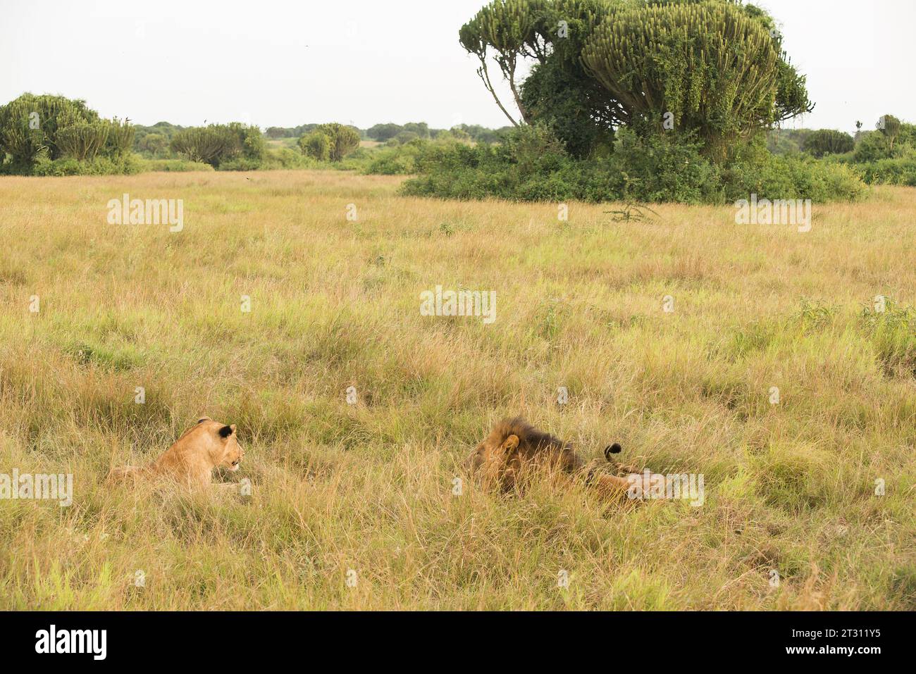 Zwei Löwen vermessen ihr Savannengebiet im Queen Elizabeth National Park, Uganda. Stockfoto