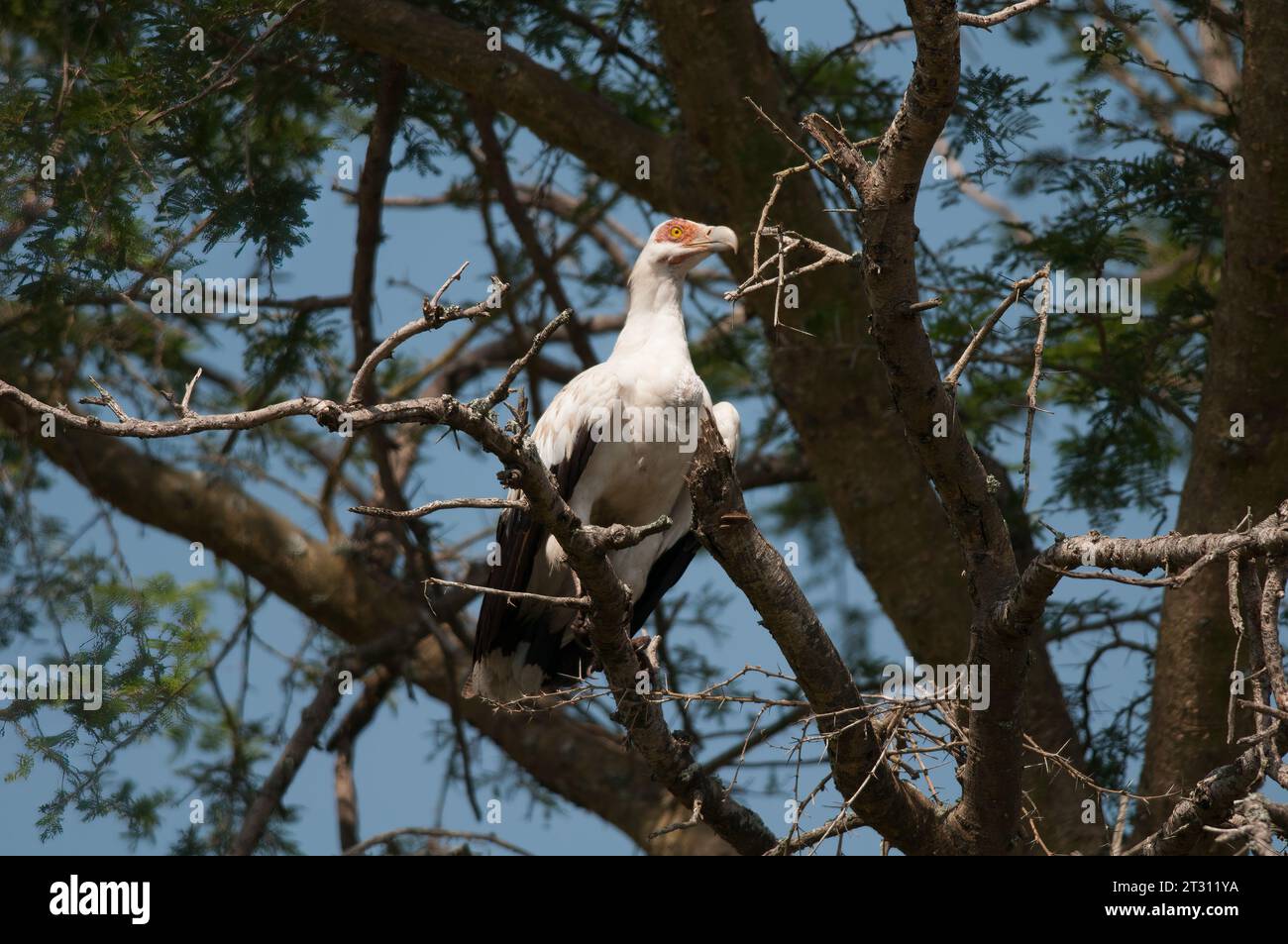 Der fruchtfressende Palmnussgeier thronte auf den Baumspitzen eines ugandischen Waldes. Stockfoto