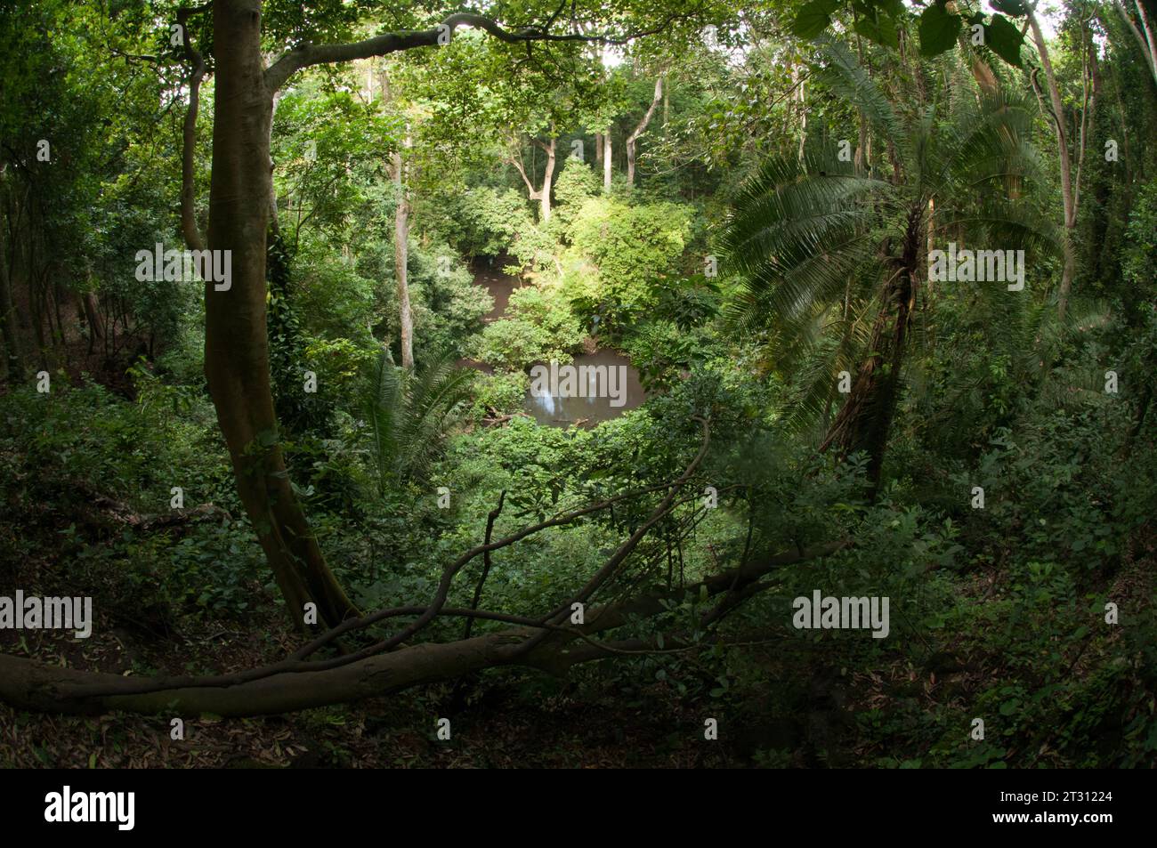 Geheimnisvolle Dschungelbecken im ugandischen Regenwald. Stockfoto