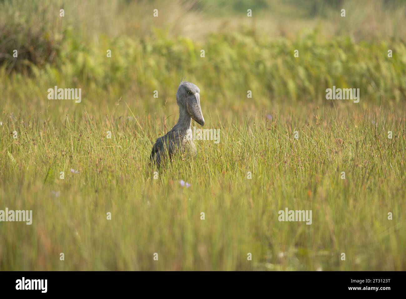 Der einzigartige, prähistorisch aussehende Shoebill Stork im Mabamba Sumpf, Uganda, wo er im Mittelpunkt des lokalen Ökotourismus steht, der den Menschen Einkommen bringt. Stockfoto