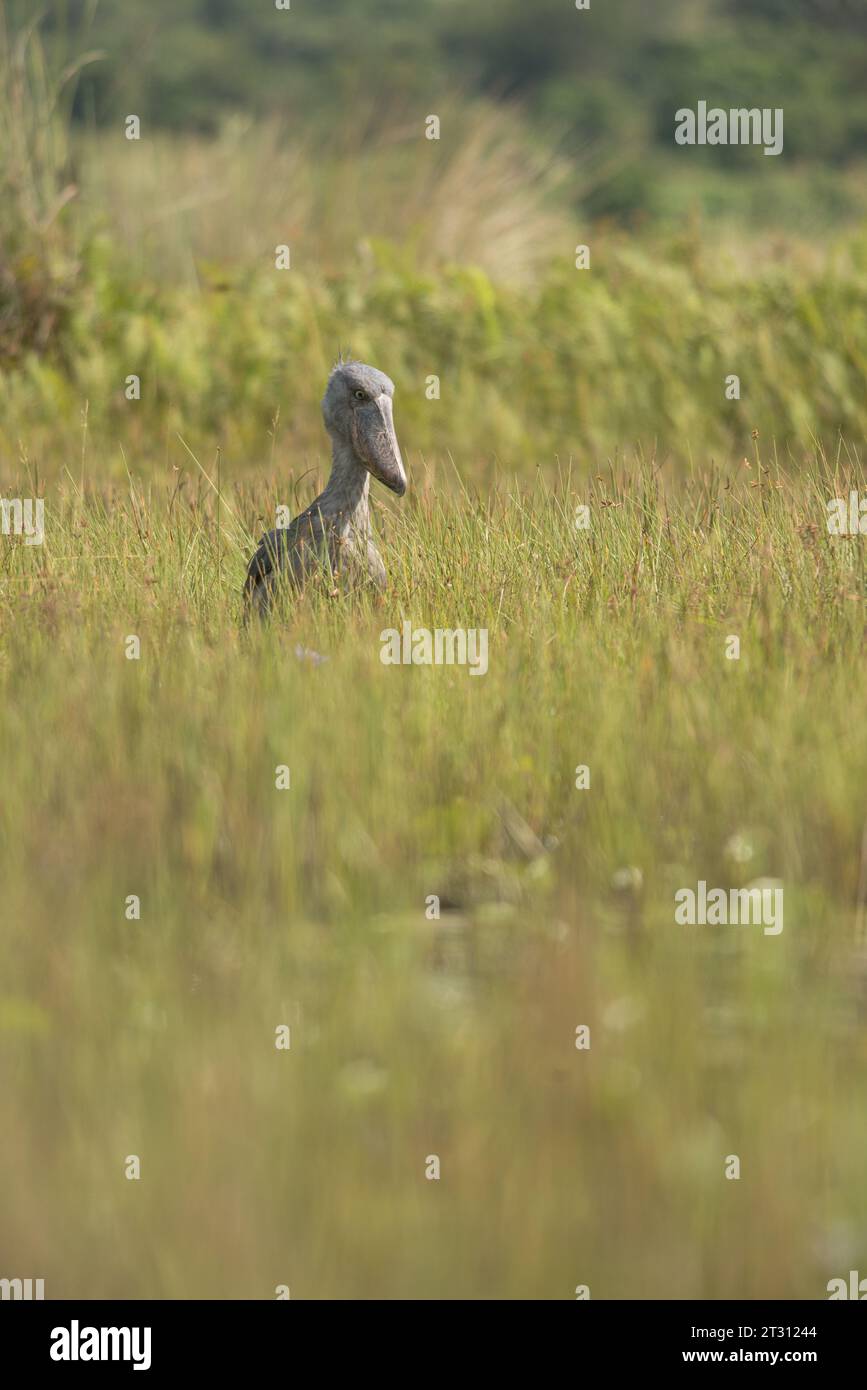 Der einzigartige, prähistorisch aussehende Shoebill Stork im Mabamba Sumpf, Uganda, wo er im Mittelpunkt des lokalen Ökotourismus steht, der den Menschen Einkommen bringt. Stockfoto