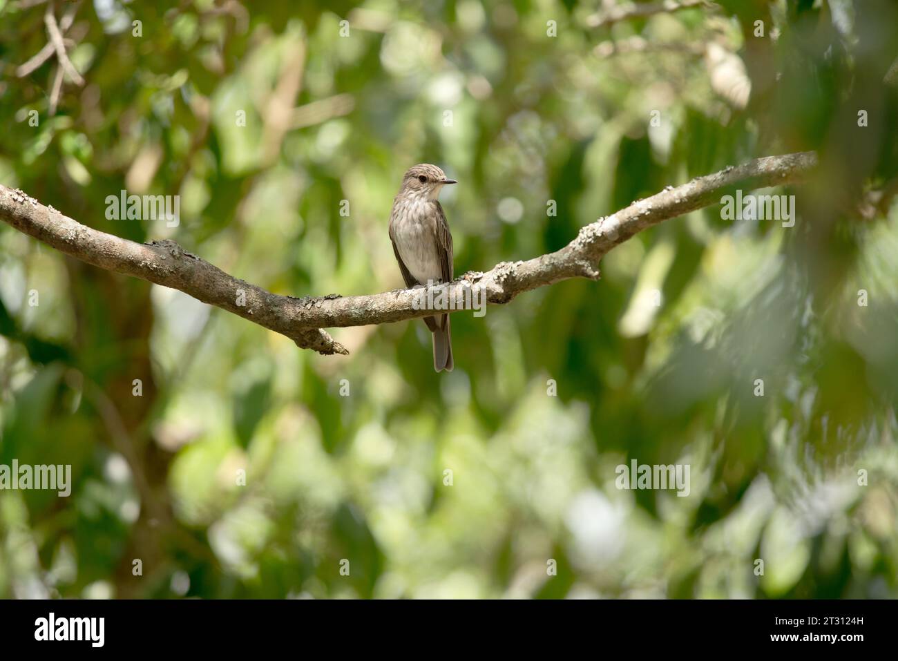 Der Fliegenfänger mit Migrationshintergrund überwintert im ugandischen Wald. Stockfoto