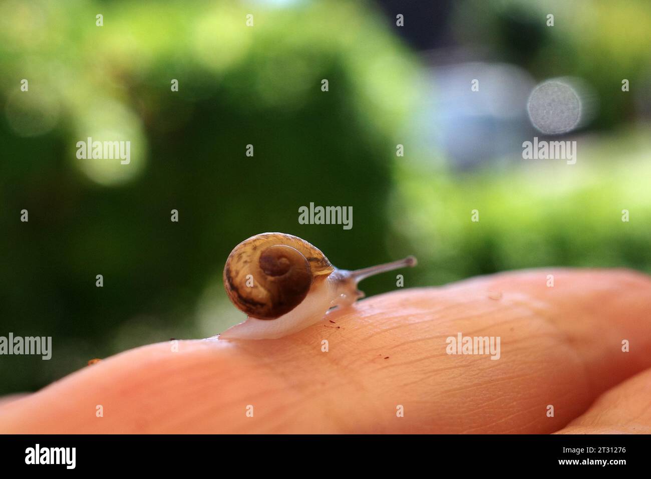 Eine Miniaturschnecke kriecht auf einem menschlichen Finger. Stockfoto