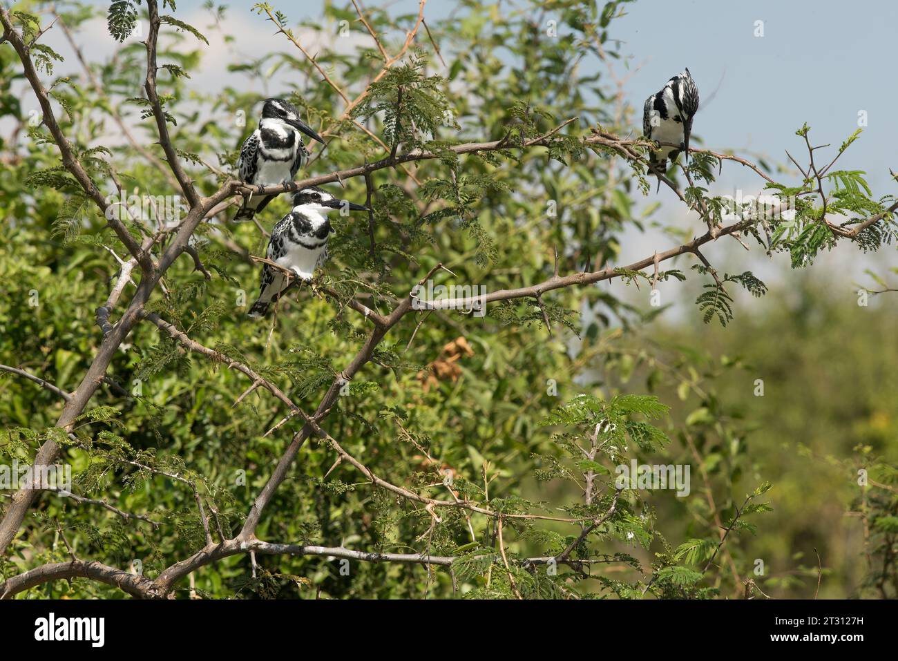 Trio von Rattenköpfen am Fluss in Uganda Stockfoto
