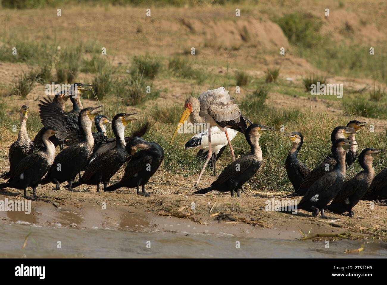 Gelbschnabelstorch unter großen Kormoranen, Kazinga Channel, Uganda. Stockfoto