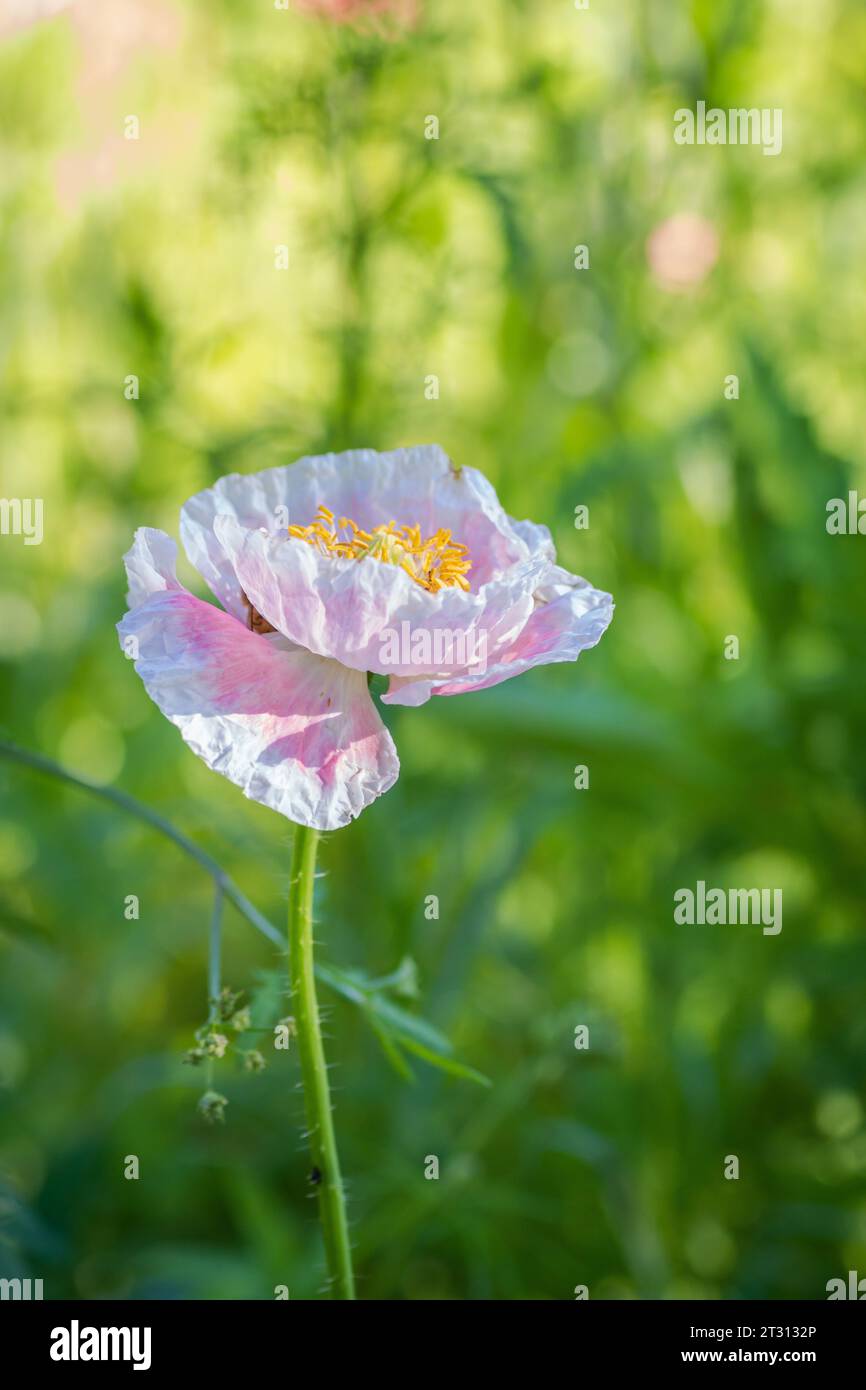 Wildblumen im texanischen Frühling, Mohnblumen, larkspur, Pastellfarben, helle einheimische Pflanzen Stockfoto