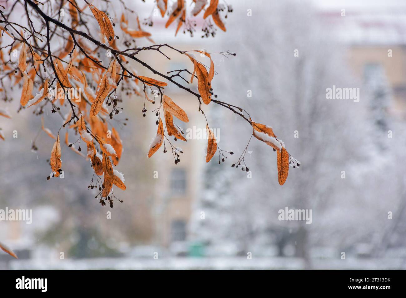 Trockenes Laub am Lindenzweig im Schau. Urbane Winterlandschaft im Hintergrund Stockfoto