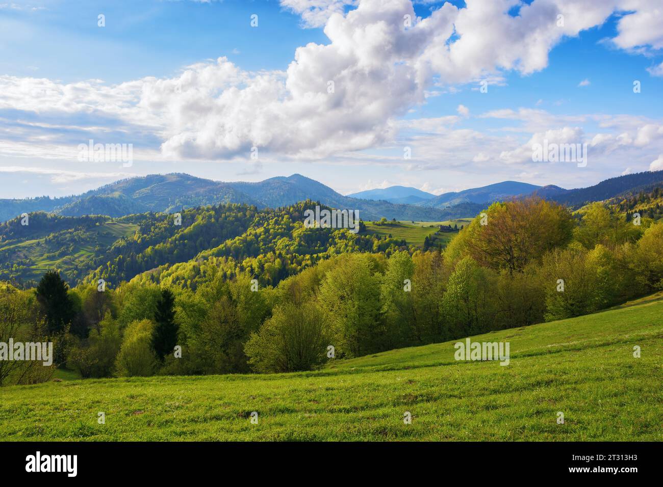 karpaten ländliche Landschaft im Frühling. Bäume auf den grasbewachsenen Hügeln. Wunderschöne Naturlandschaft grüne Weide im warmen Abendlicht. Flauschige Wolken auf der bl Stockfoto