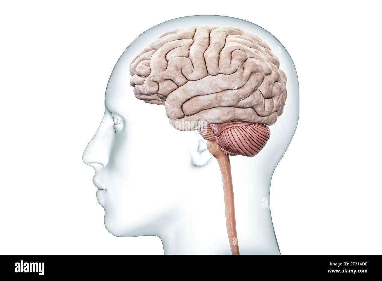 Menschliches Gehirn mit Kleinhirn- und Hirnstamm-Profilansicht mit körpergenauer 3D-Darstellung. Neurologie, Neurowissenschaft, Anatomie, medizinisches Diagramm Stockfoto
