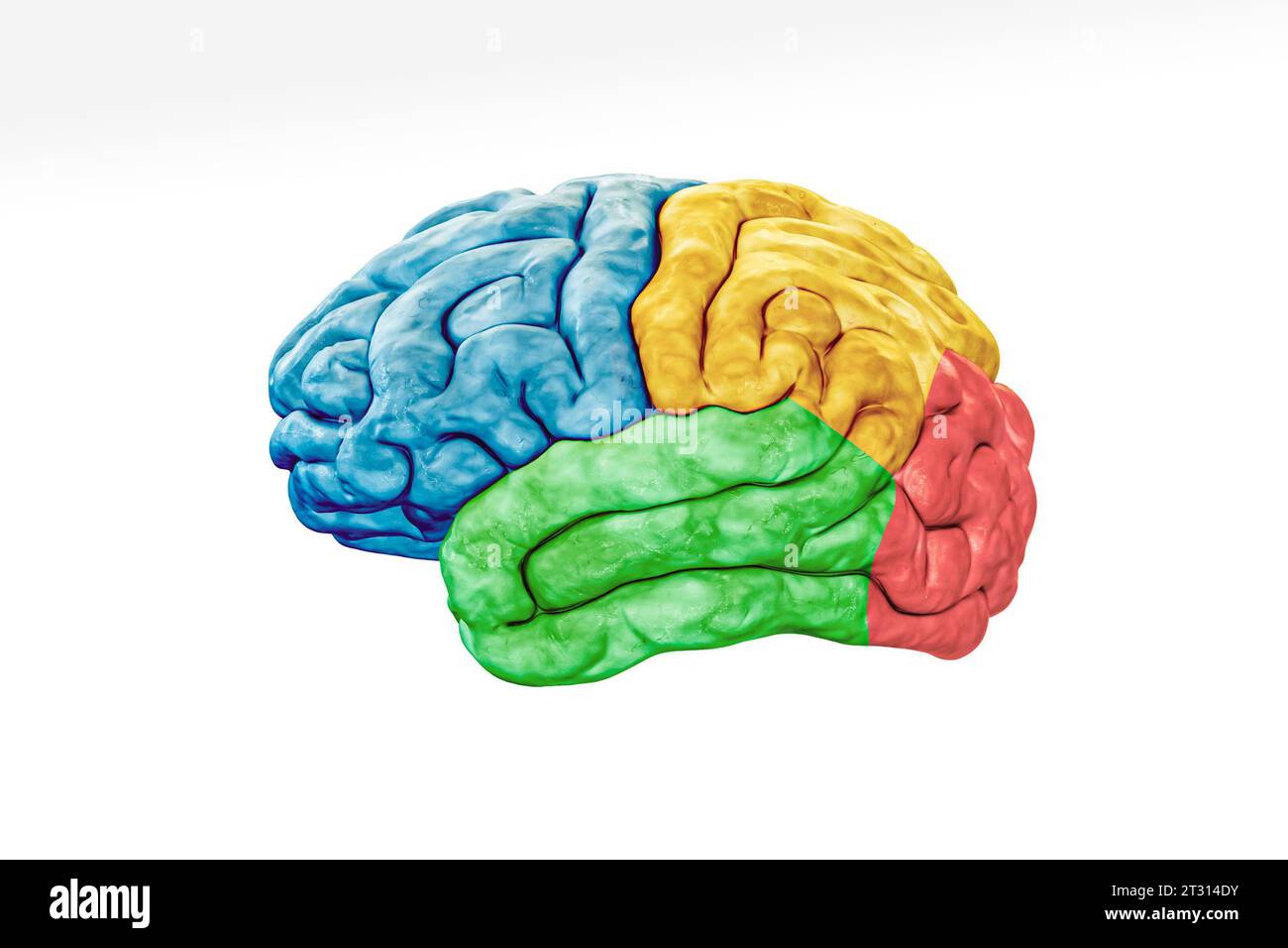 Großhirnrindenlappen in Farbprofilansicht isoliert auf weißem Hintergrund genaue 3D-Darstellung. Menschliche Hirnanatomie, Neurologie, Neuroscie Stockfoto