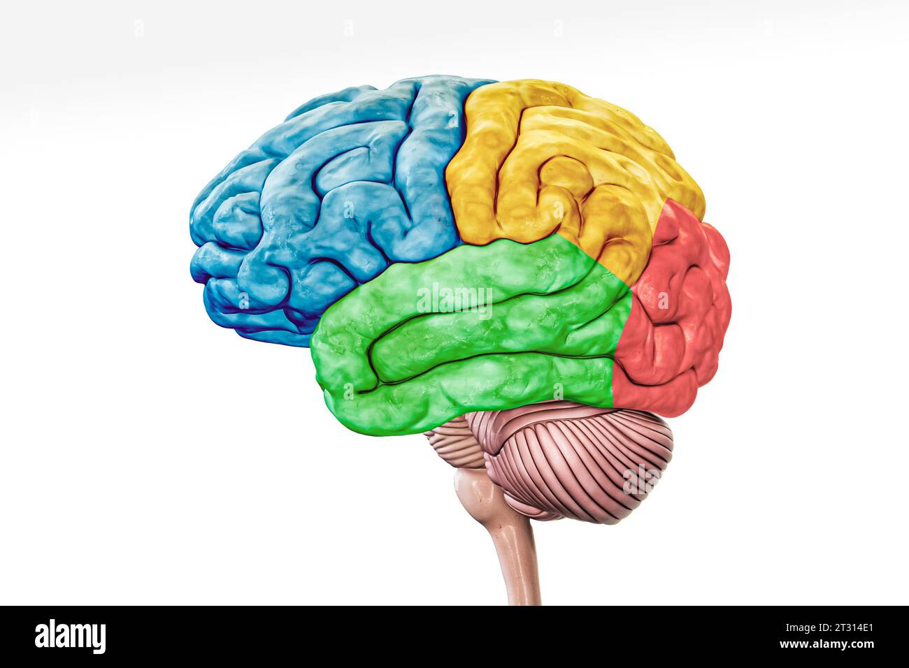 Großhirnrindenlappen in Farbprofilansicht isoliert auf weißem Hintergrund genaue 3D-Darstellung. Menschliche Hirnanatomie, Neurologie, Neuroscie Stockfoto