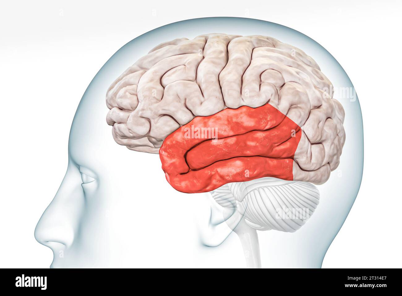 Temporallappen der Großhirnrinde in roter Farbprofilansicht mit Körper isoliert auf weißem Hintergrund 3D-Rendering-Illustration. Menschliche Hirnanatomie, Neurolo Stockfoto