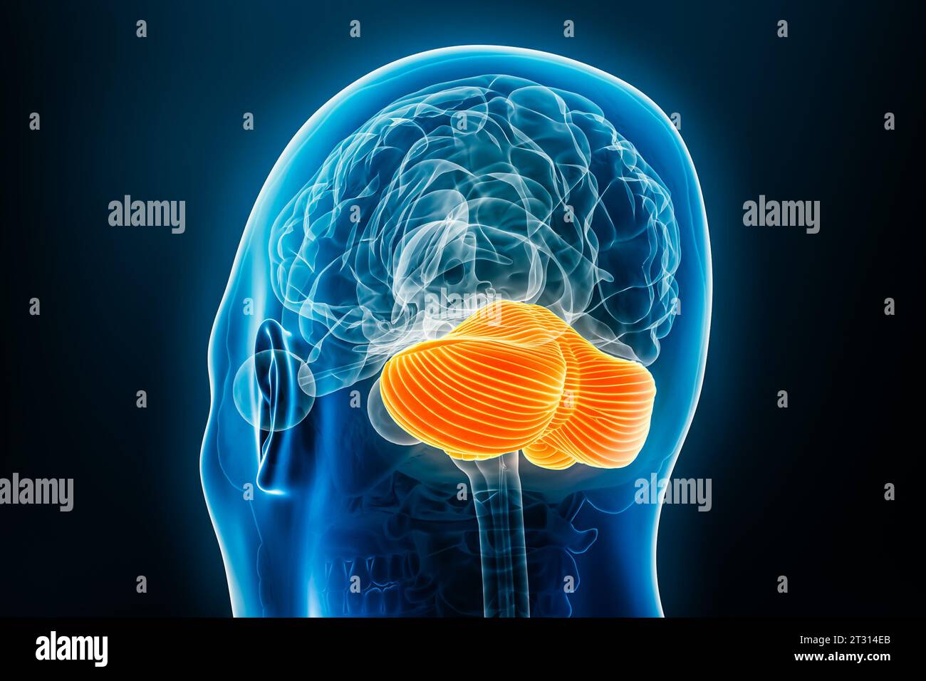 Röntgenrückansicht der 3D-Darstellung des Kleinhirns mit blauem Hintergrund. Menschliche Körper- und Gehirnanatomie, Medizin, Biologie, Wissenschaft, Neurowissenschaft Stockfoto