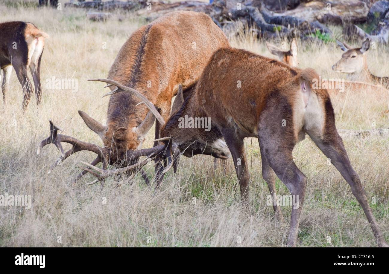London, Großbritannien. Oktober 2023. Während der Paarungszeit der Rotwild, auch bekannt als die Furche, im Richmond Park, werden zwei Hirsche das Geweih versperrt. Quelle: Vuk Valcic/Alamy Live News Stockfoto