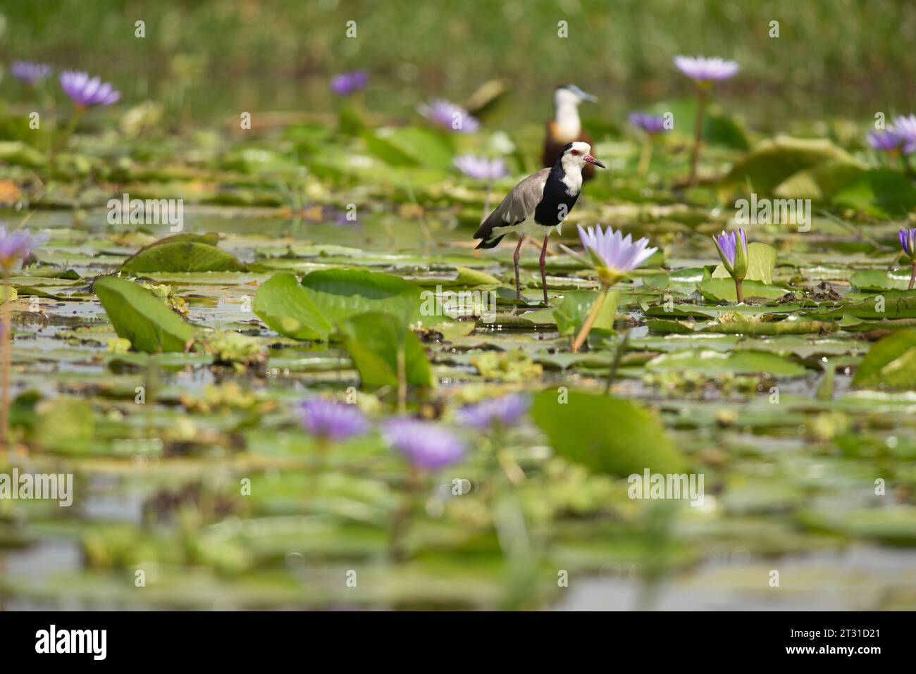 Langhaarige Kippen in ugandischen Feuchtgebieten, Zentralafrika. Stockfoto