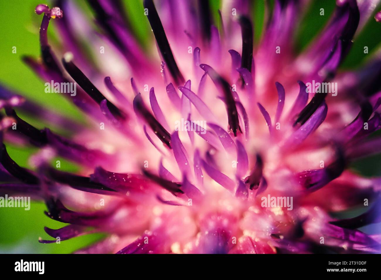 Purpurne Blume einer Bergkornblume. Kornblumenknospe in den Bergen, Nahaufnahme. Makrobild einer Blume. Stockfoto